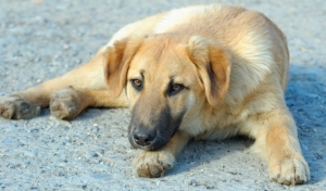 Σύμβαση με κτηνίατρο για τις ανάγκες των αδέσποτων