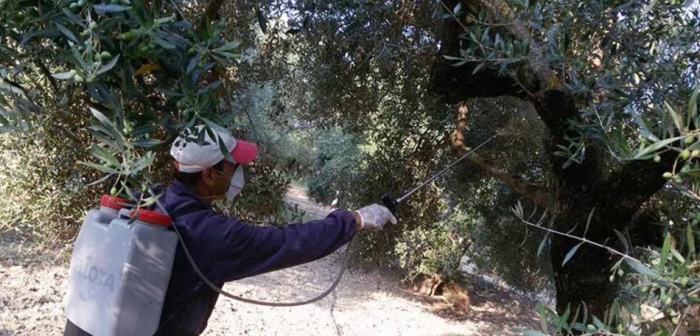 Ανησυχία για την εξέλιξη της περιόδου της φετινής ελαιοπαραγωγής