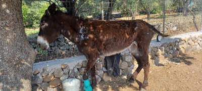 Διευκρινίσεις για την συλλογή και φροντίδα εγκαταλειμμένων ιπποειδών στην Λέσβο