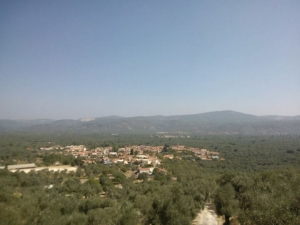 Πυροβόλησαν αδέσποτη γάτα με αεροβόλο στο Ίππειος