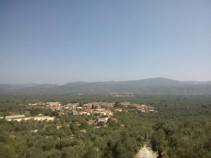 Πυροβόλησαν αδέσποτη γάτα με αεροβόλο στο Ίππειος