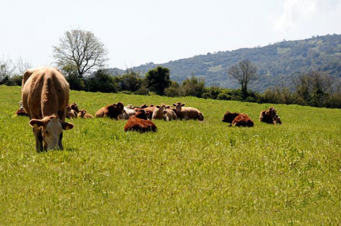 Τα πάνω κάτω στη βιολογική γεωργία - κτηνοτροφία