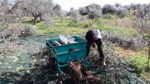 Στο φόρτε η ελαιοσυγκομιδή κι απέναντι