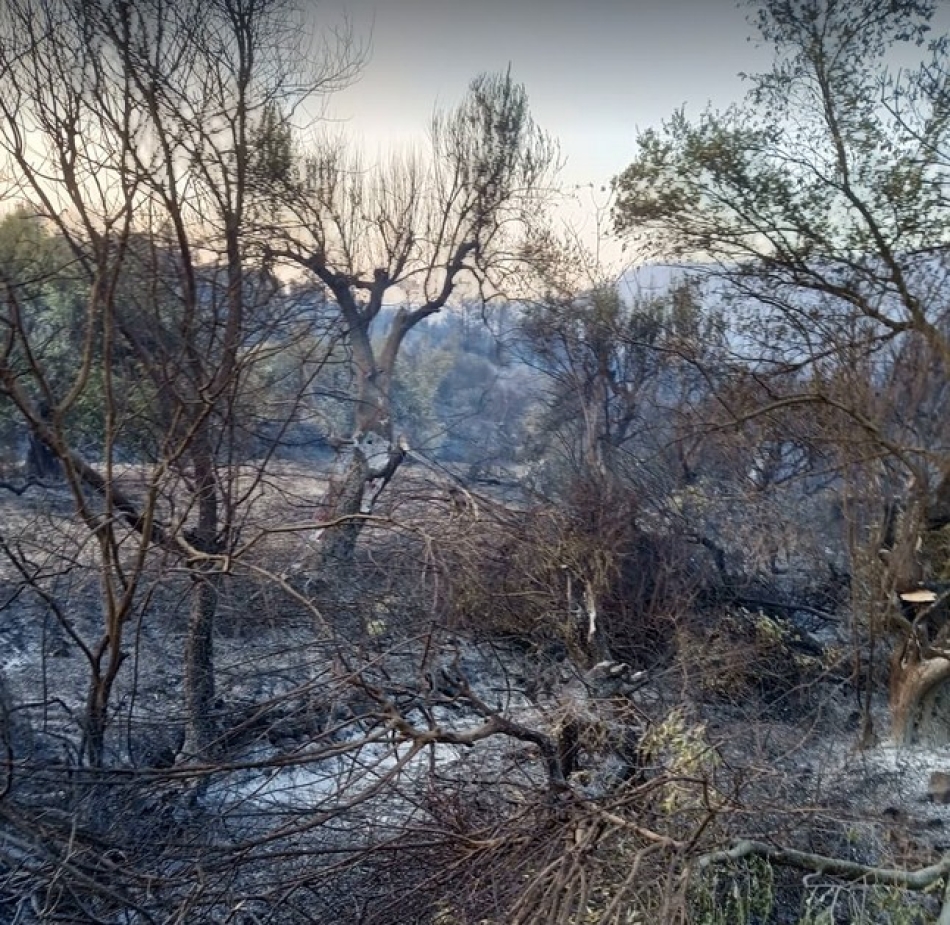 Από τις καμένες εκτάσεις στην Βρίσα