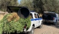 Χασισοφυτεία στο Μετόχι Καλλονής