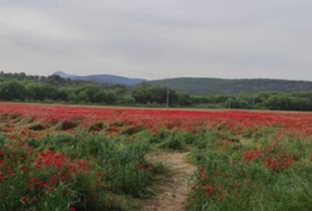 Ένα κύμα παπαρούνας στην Αχλαδερή