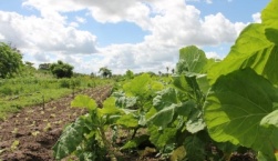 Έρχονται ριζικές αλλαγές στα βιολογικά
