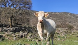 8 εκ. 143 εγγεκριμένες προτάσεις για την ανάκαμψη γεωργικών εκμεταλλεύσεων στο Βόρειο Αιγαίο