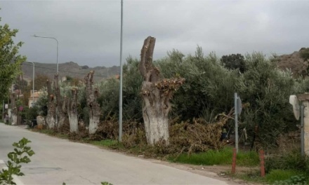 Αίτημα για περιποίηση των μουριών της Ερεσού από τον Περιβαλλοντικό Σύλλογο