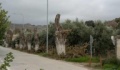 Αίτημα για περιποίηση των μουριών της Ερεσού από τον Περιβαλλοντικό Σύλλογο