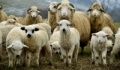 Σύγκρουση αυτοκινήτου με πρόβατα