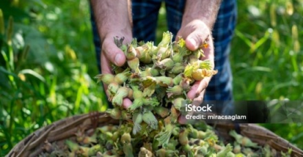 Δυσχέρειες φέτος, στην παραγωγή και διάθεση των τουρκικών φουντουκιών