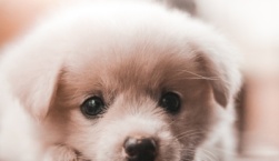 Ξεκινούν οι αυτεπάγγελτοι έλεγχοι τήρησης των κανόνων ευζωίας στα ζώα συντροφιάς