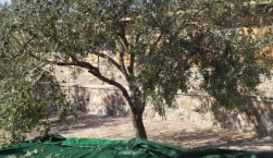 Αναρτήθηκαν οι πίνακες με τους δικαιούχους της Εξισωτικής Αποζημίωσης 2025