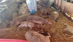 ΝΕΜΕΣΙΣ: Επιστολή στον Εισαγγελέα του Αρείου Πάγου για τα θαμμένα ζωντανά, αγνώστου αριθμού πρόβατα, που προσβλήθηκαν από την ευλογιά